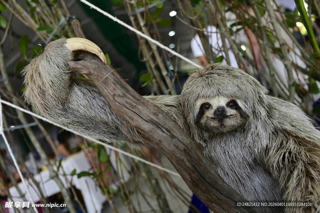 树上的两只可爱树懒