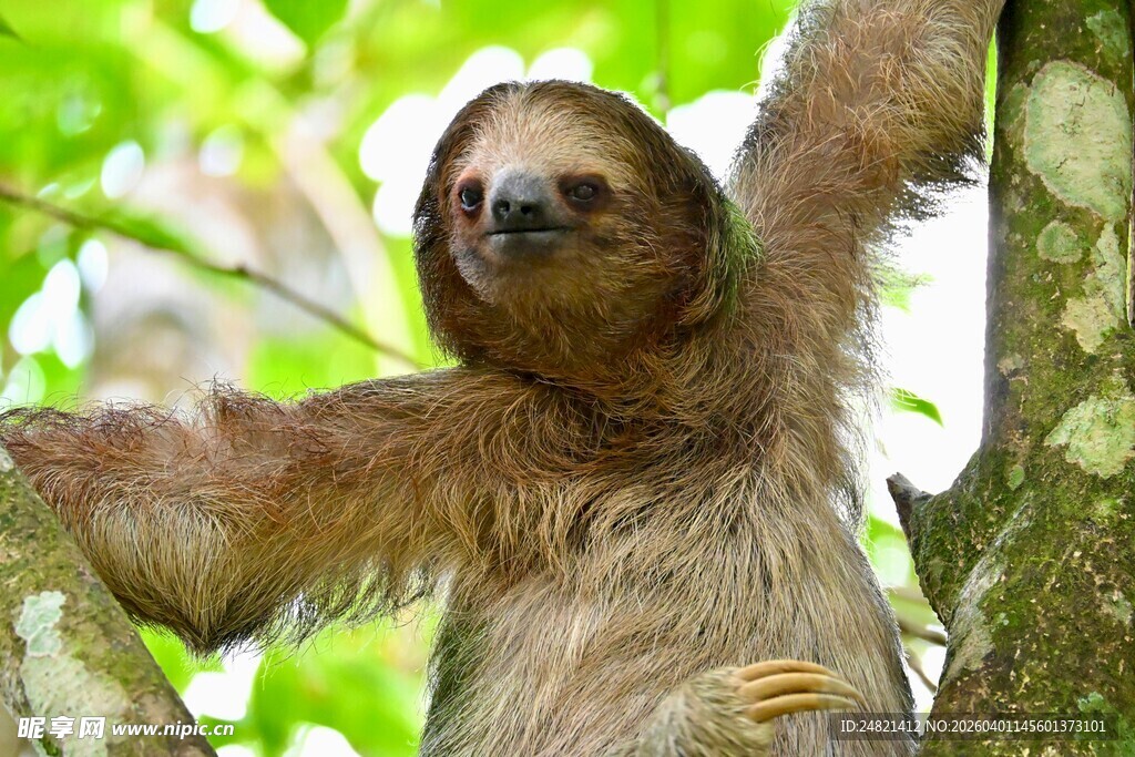 树懒挂在树枝上的瞬间