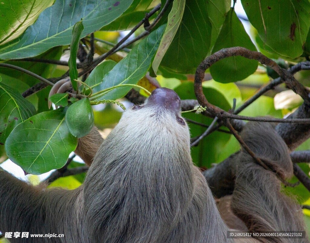 树懒在枝头享用树叶