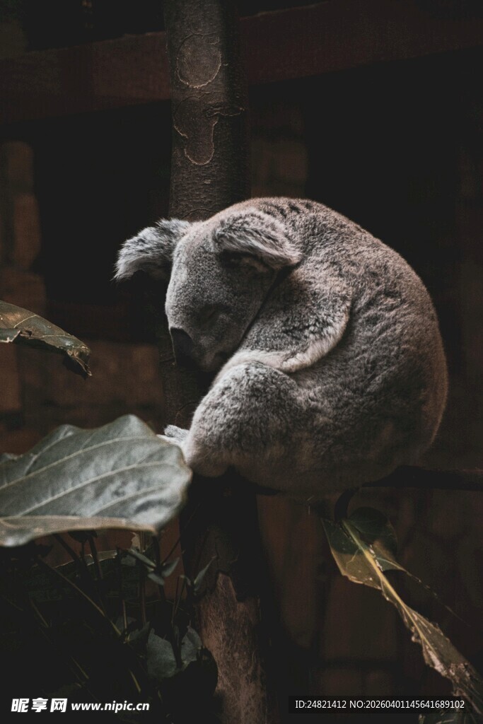 蜷缩在树枝上的树懒