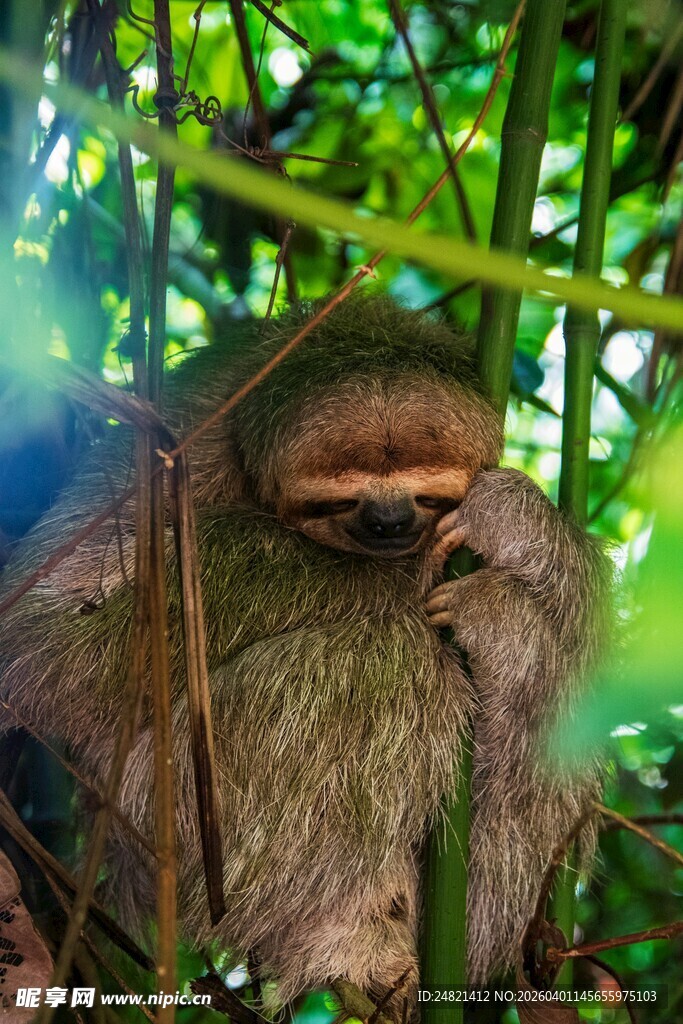 树懒于繁茂枝叶间休憩