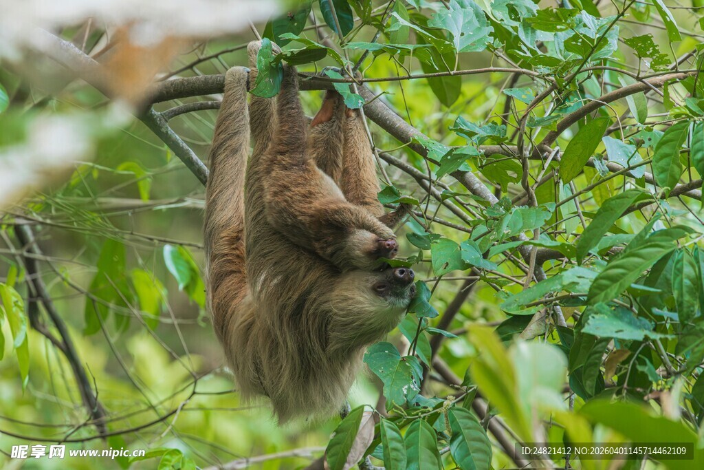 挂在树枝上的树懒