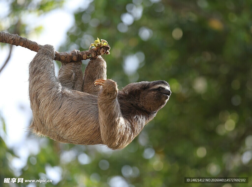 倒挂树枝的树懒