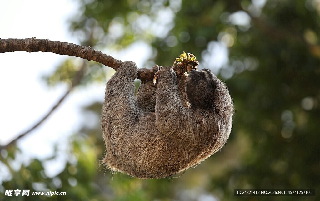 干枯果实挂枝头