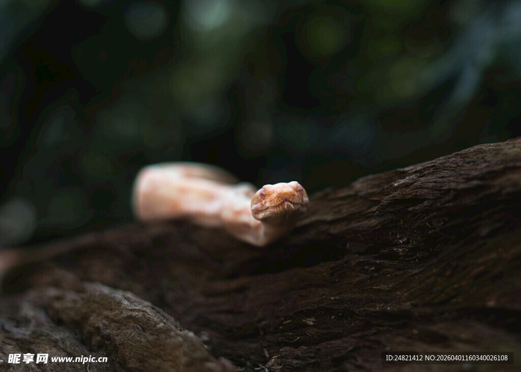 树干上的小松鼠