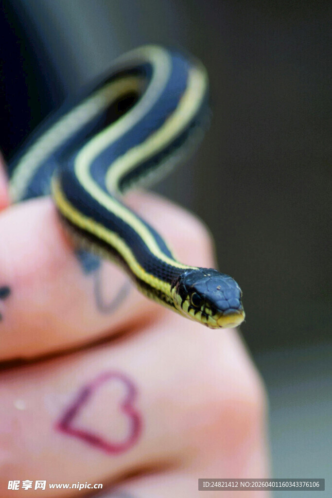 手指上的条纹小蛇