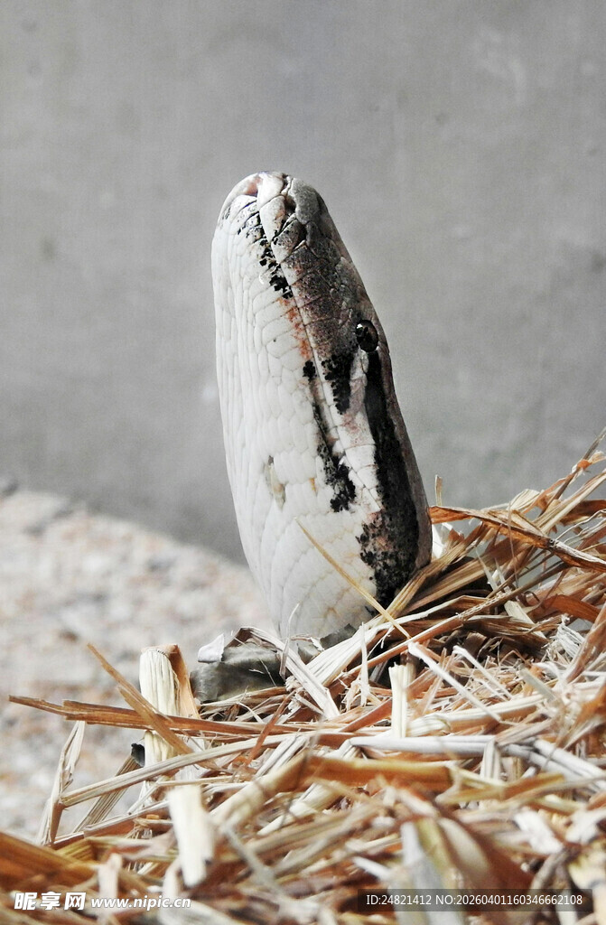 仓鼠探头于木屑间