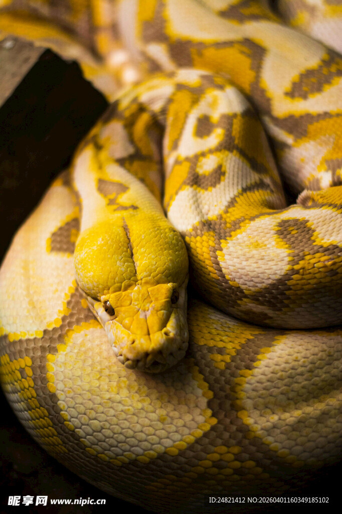 金黄花纹蟒蛇特写
