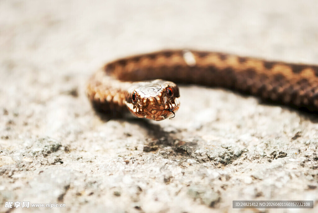 岩石上的花纹蛇