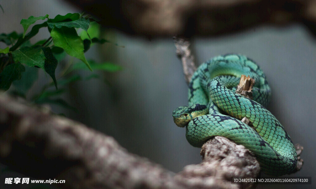 树枝上的绿色变色龙