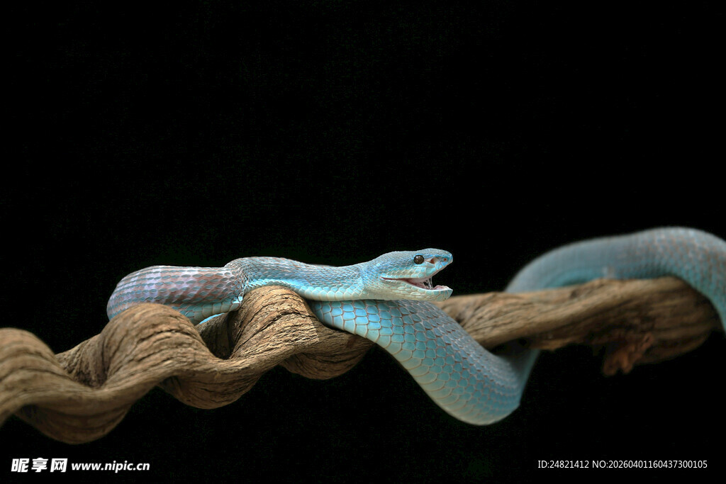 蓝色壁虎栖息于树枝上