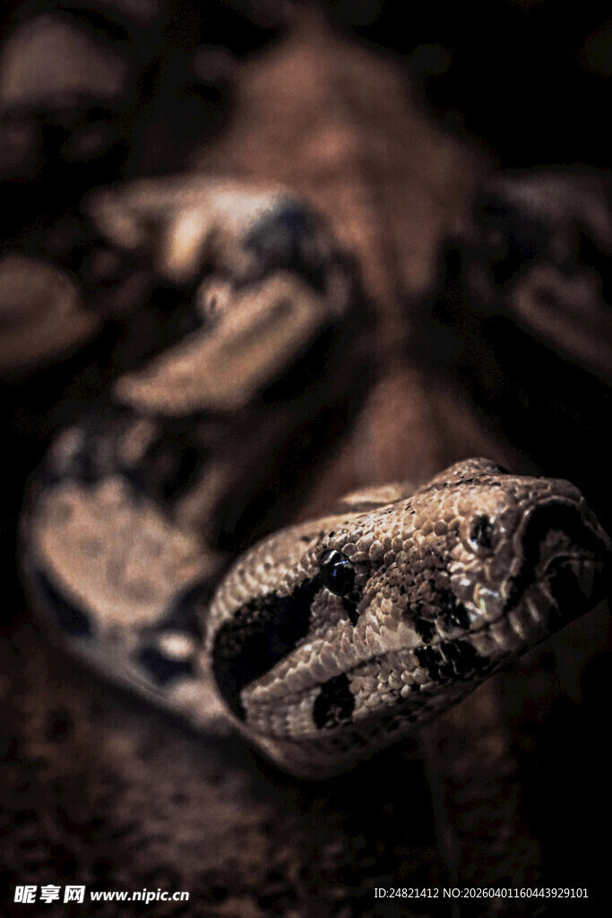 近景下的神秘花纹蛇