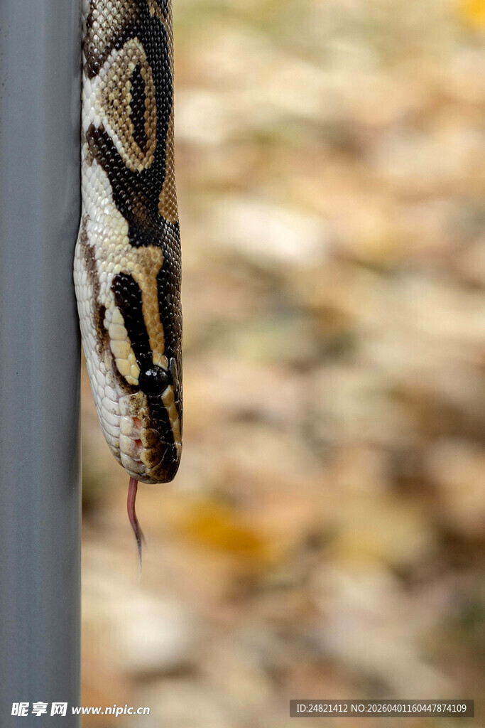 缠绕在杆上的斑斓蛇