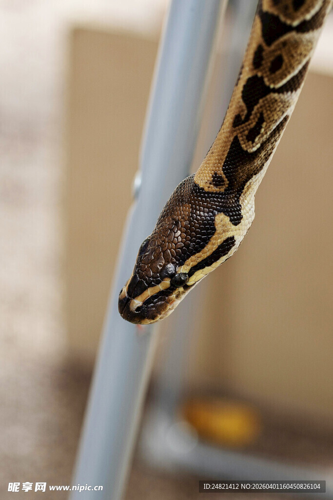 蟒蛇攀附金属杆特写