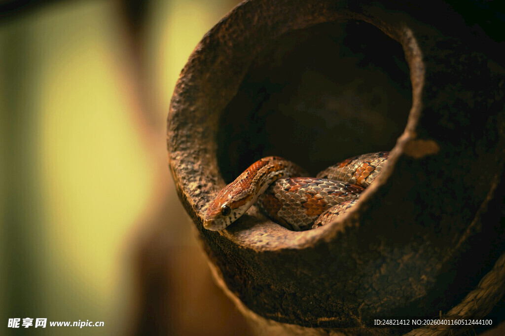 蜷缩于洞中的棕色小生物