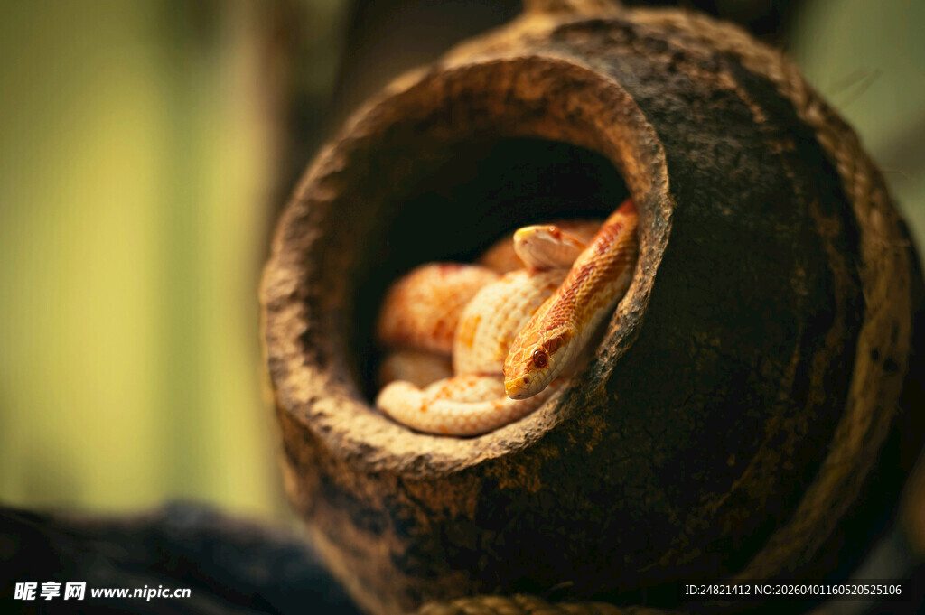 树洞中的神秘小生物