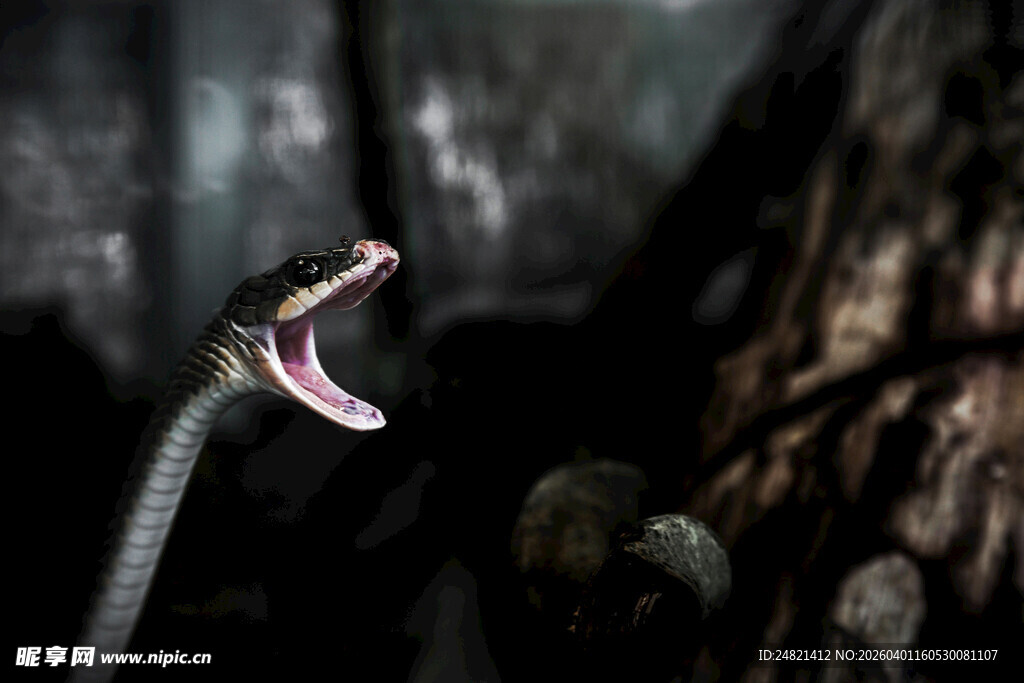 张嘴吐信的凶猛毒蛇