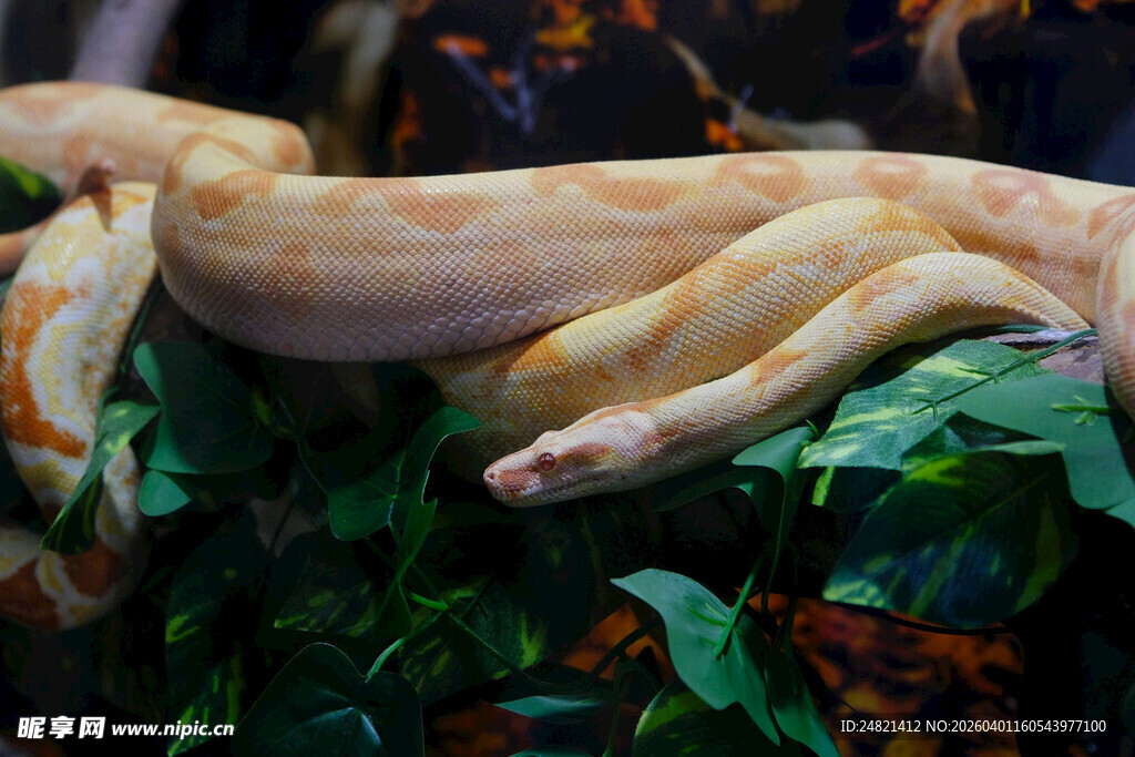 金黄蟒蛇盘于绿叶间