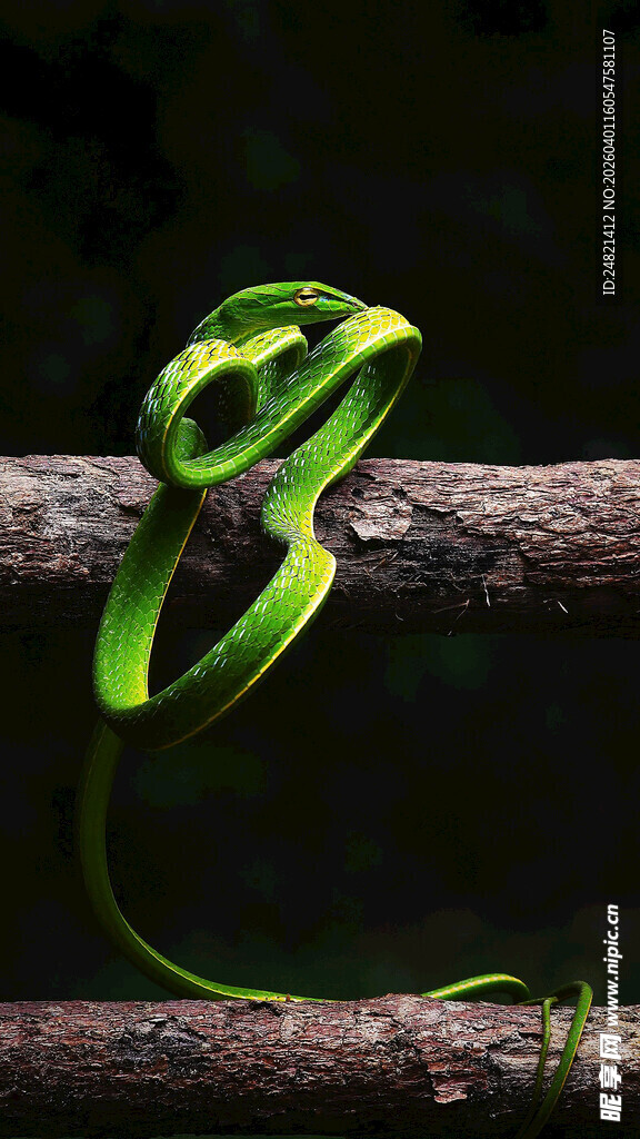 翠绿丝带缠绕树枝