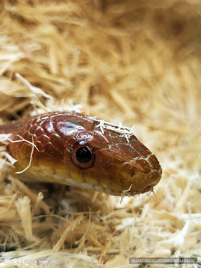 棕色蛇探头于干草中