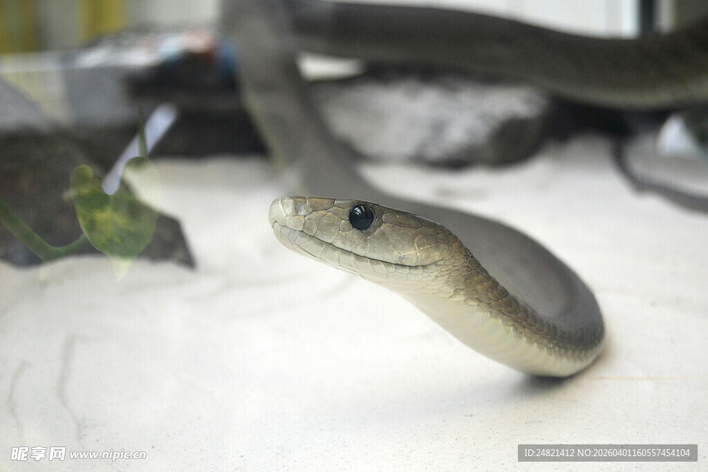 近景展示的灰黑色蛇