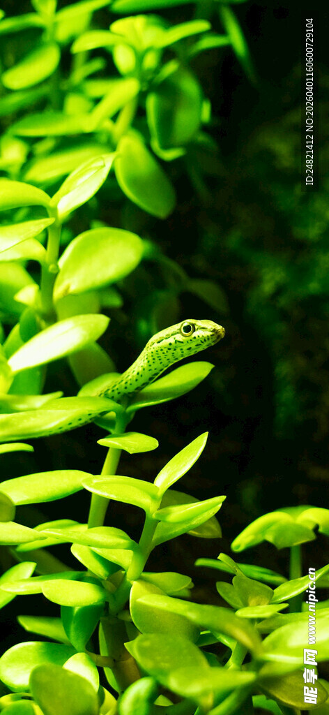 翠绿植物叶片特写