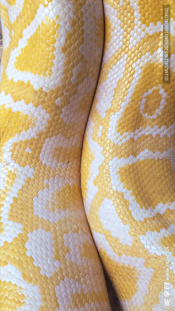 金黄花纹蛇身特写