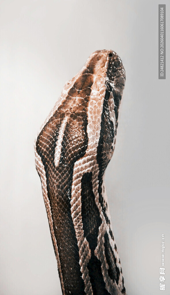 蛇类特写