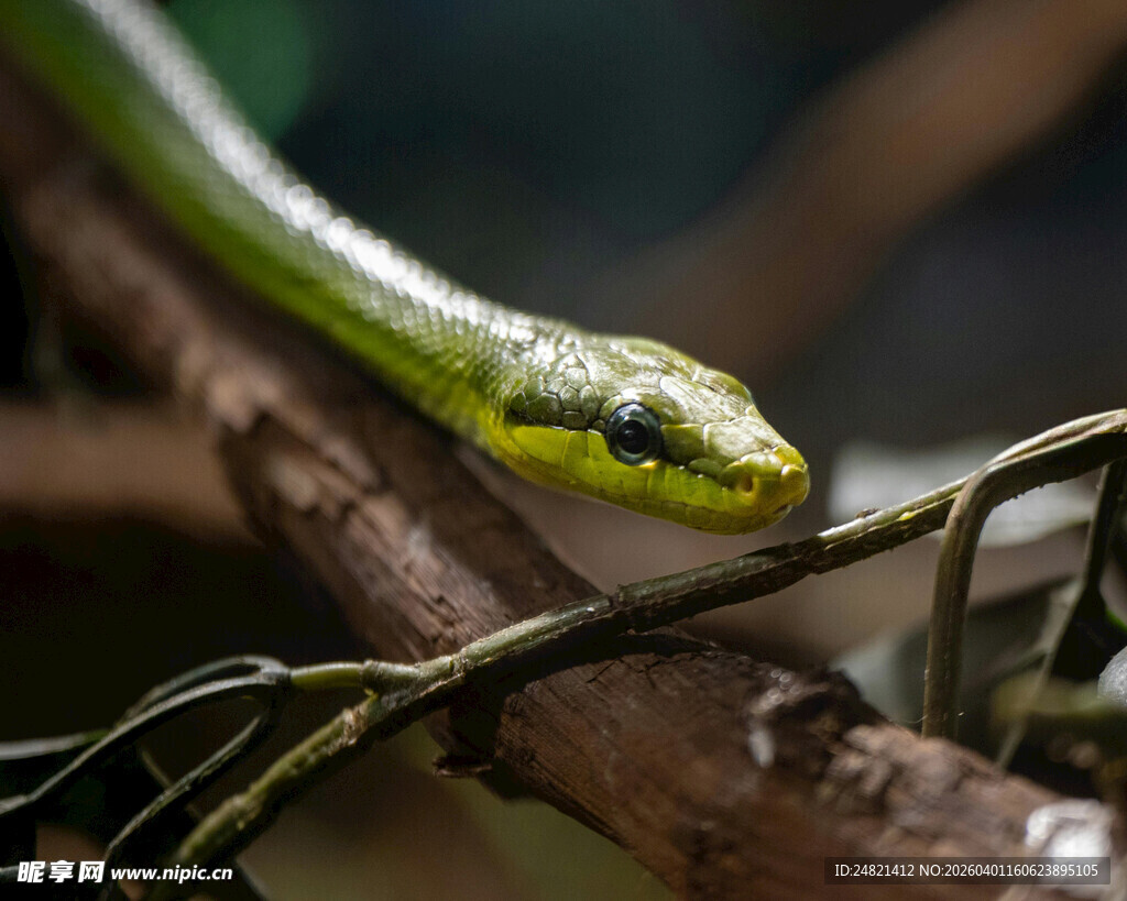 翠绿蛇盘踞于树枝间