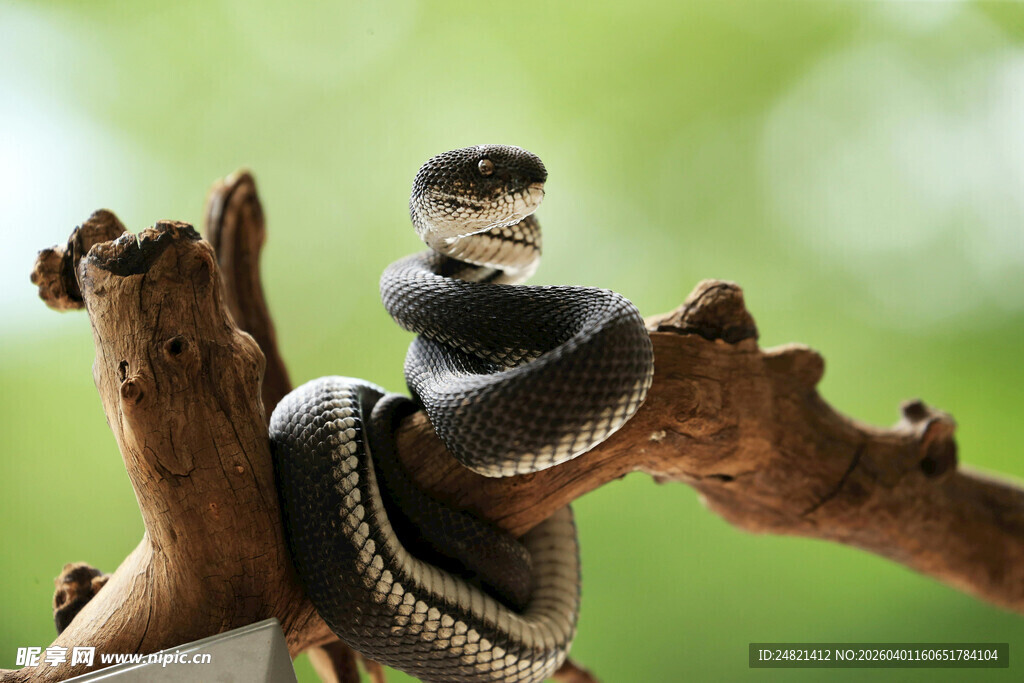 盘绕树枝的黑蛇