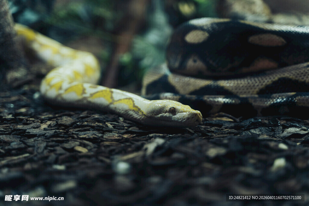 黄白相间蛇与头盔同框