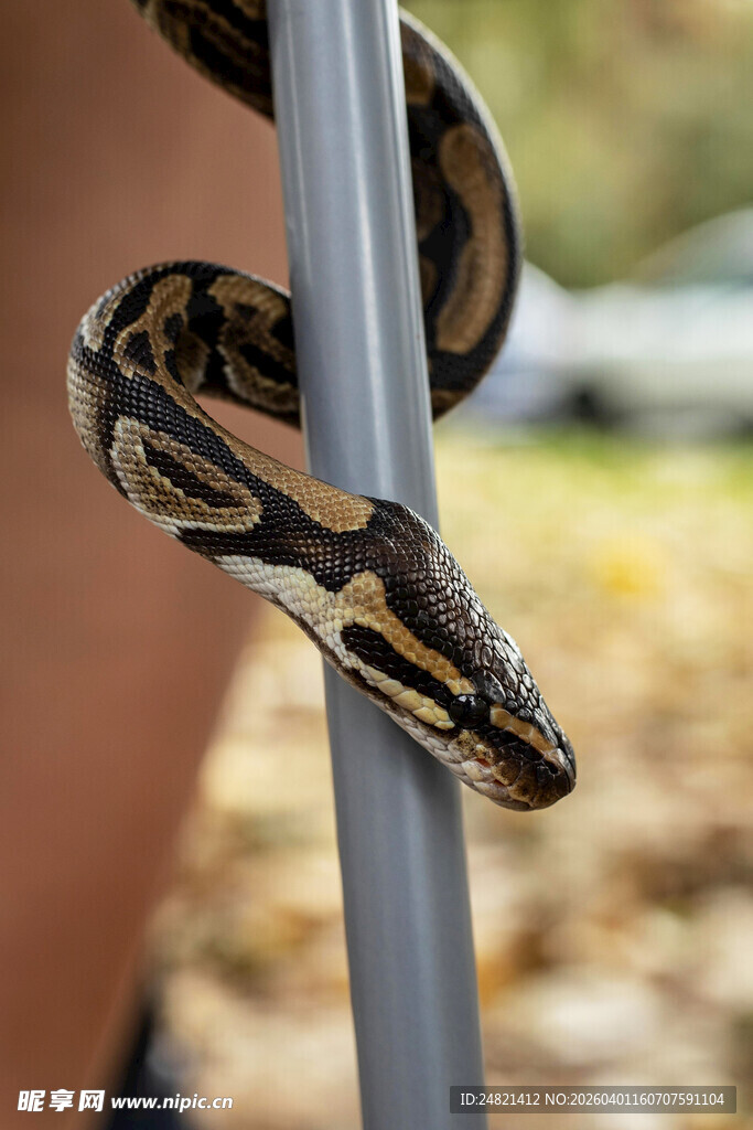缠绕杆上的花纹蟒蛇