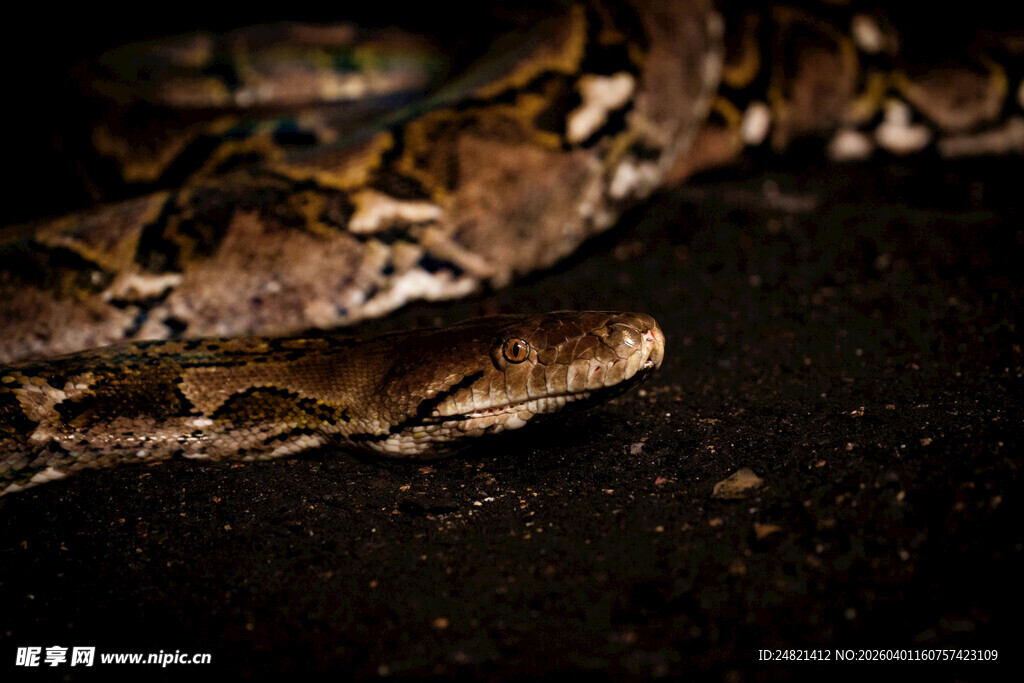 夜间的蟒蛇