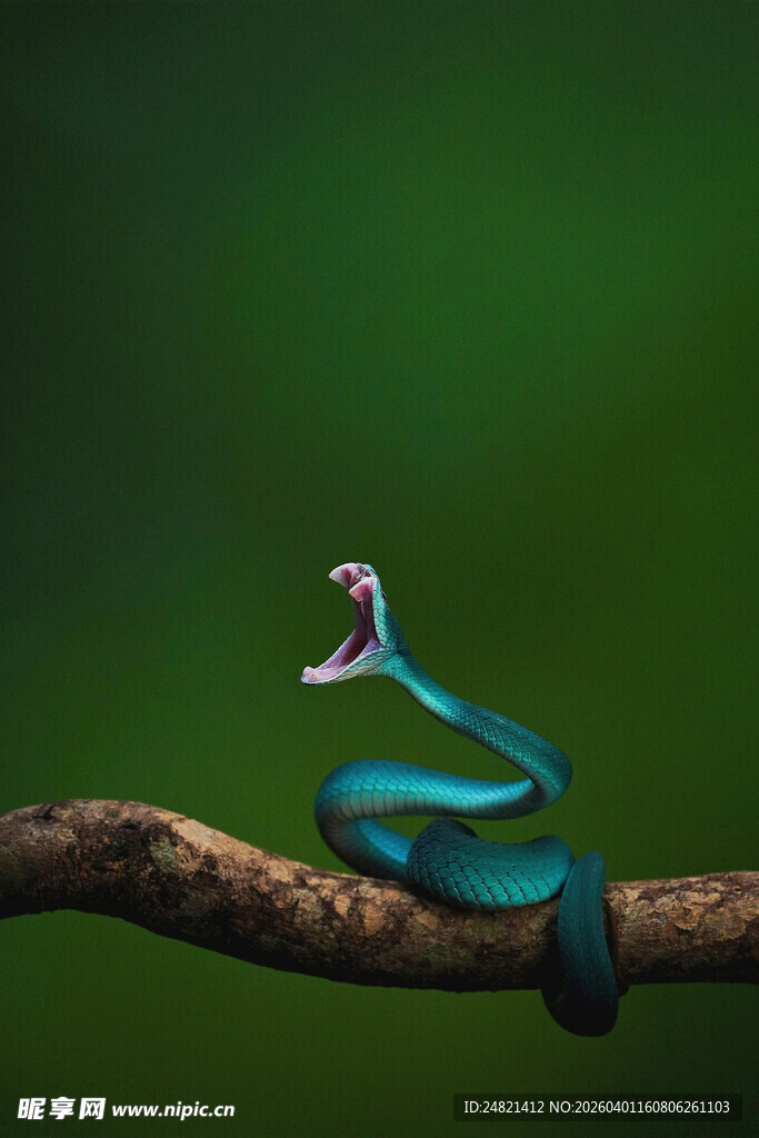 蓝色萌蛇盘于树枝上