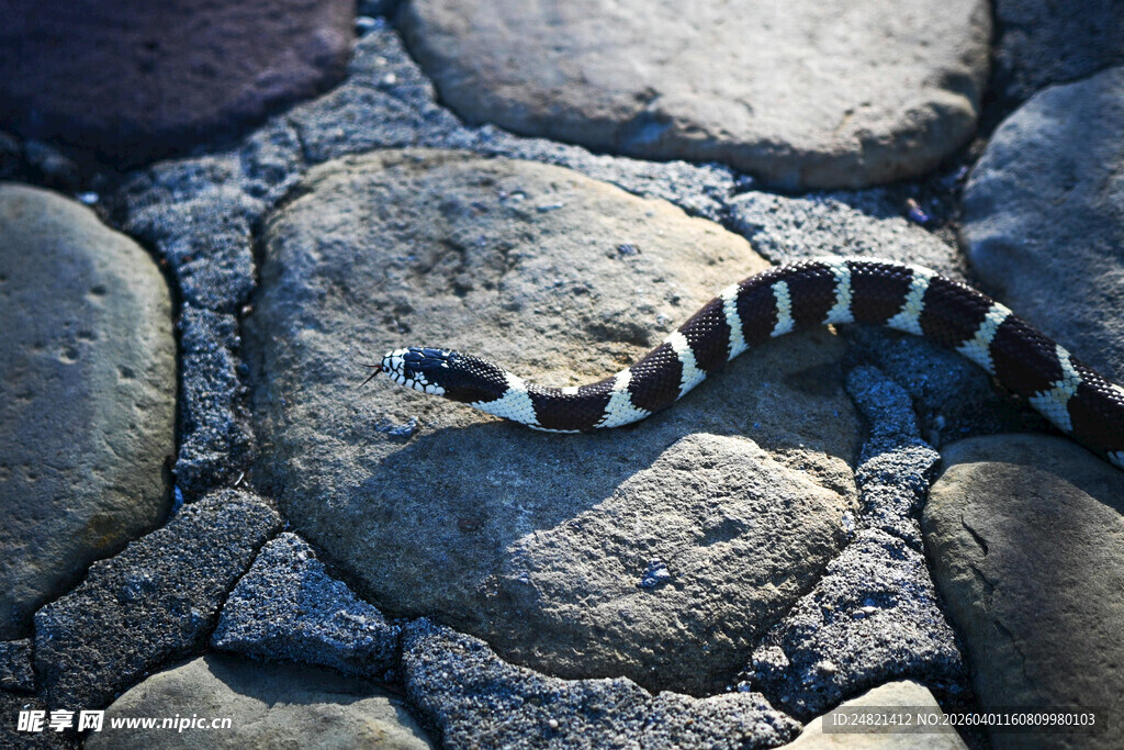 石上黑白花纹蛇