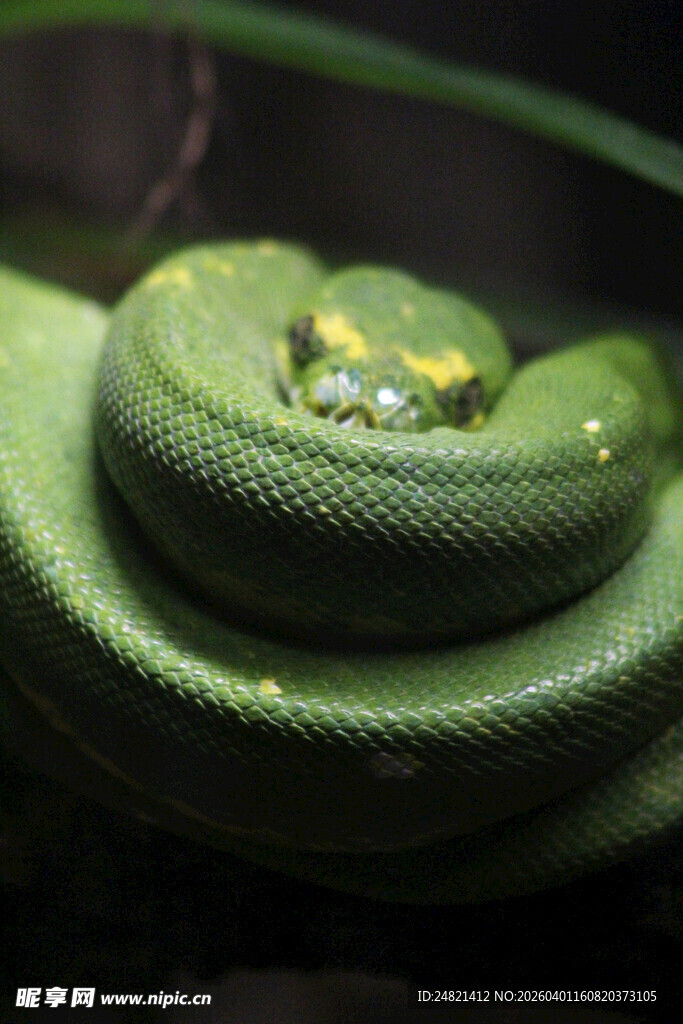 翠绿盘绕的美丽绿蟒