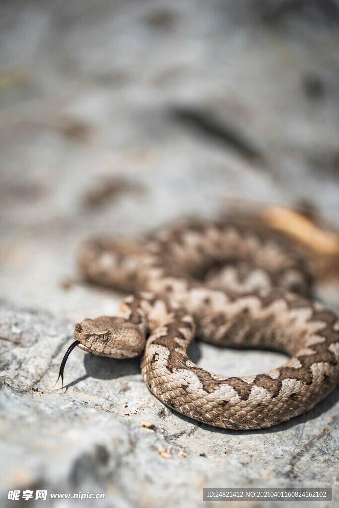 岩石上的蜷曲花纹蛇