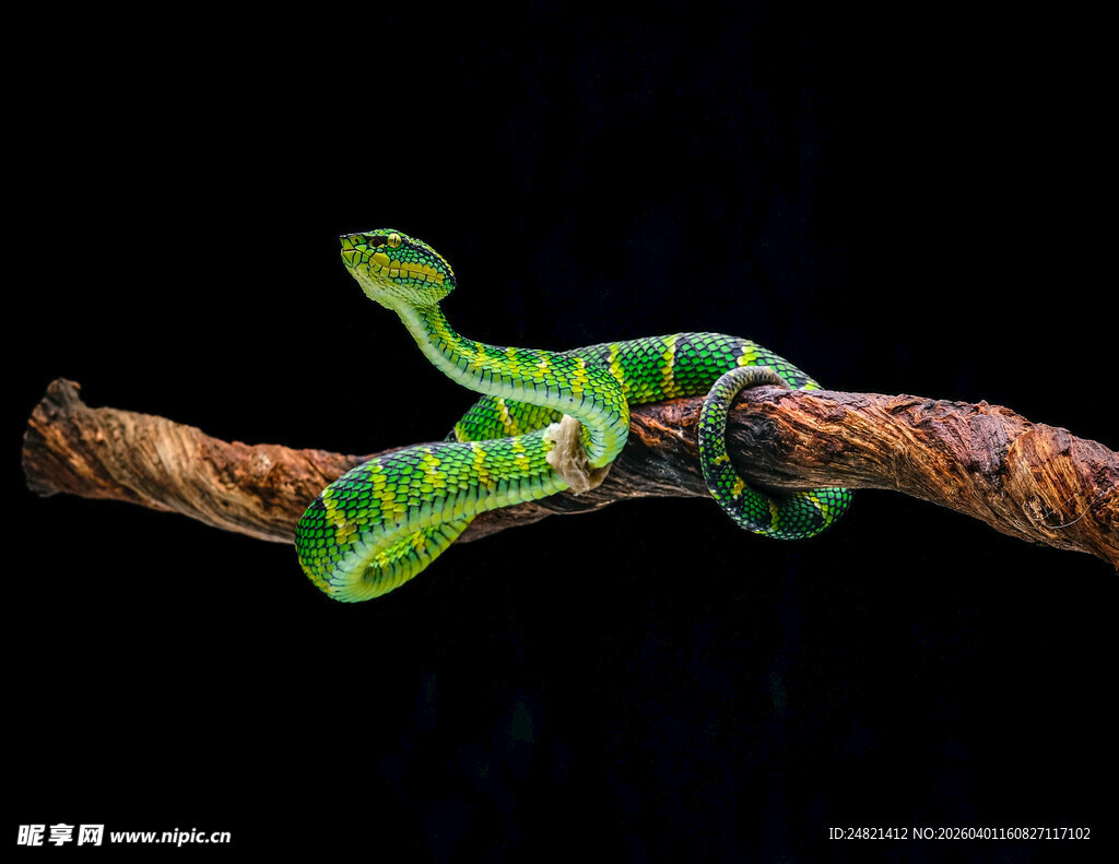 绿色条纹壁虎攀附绳索