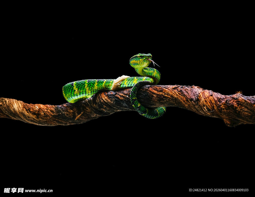 绿色变色龙栖息于树枝上