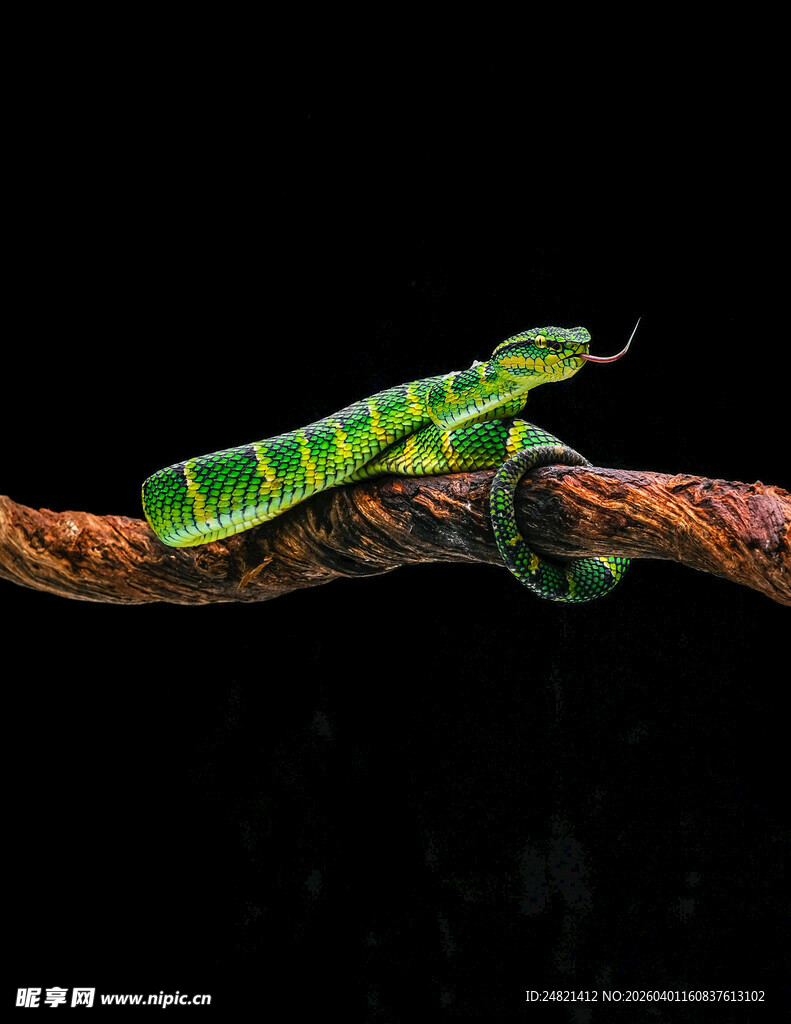 绿色条纹昆虫栖息于树枝