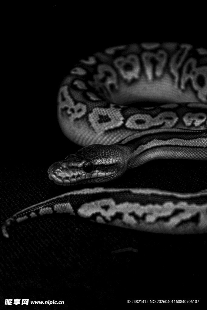 神秘花纹蛇形金属饰品