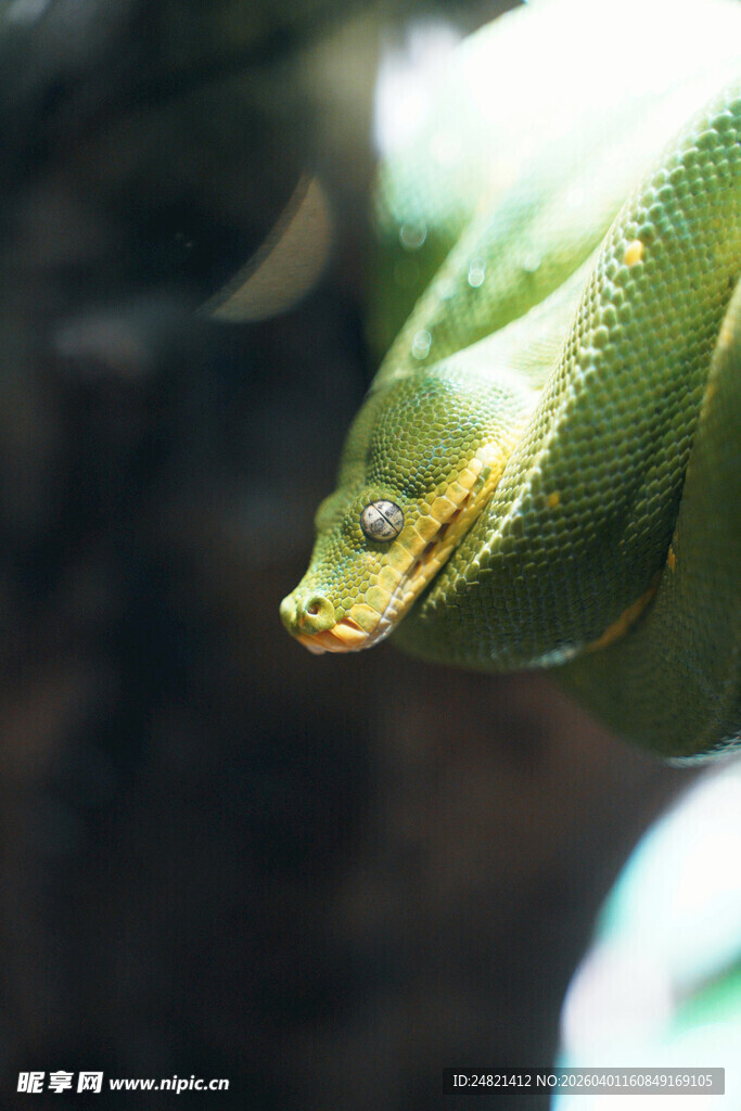 绿叶上的变色龙