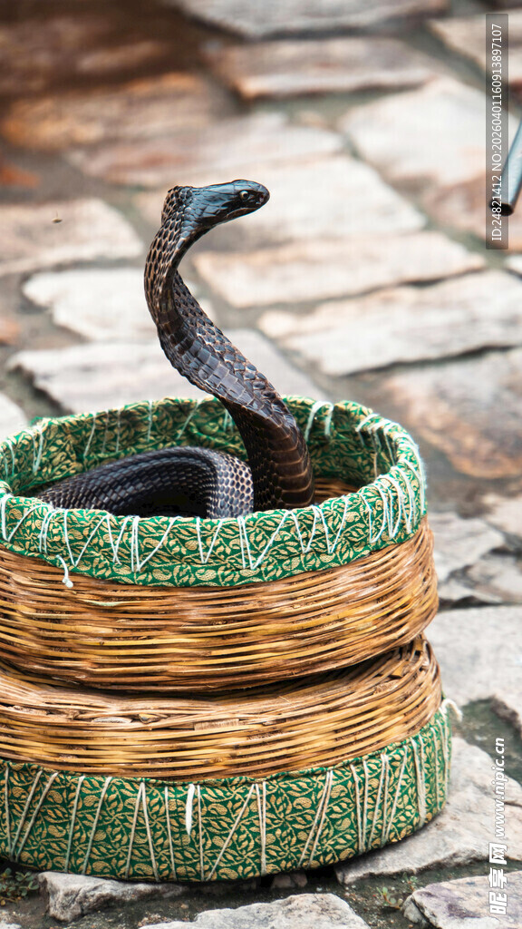 竹编容器中盘绕的黑蛇