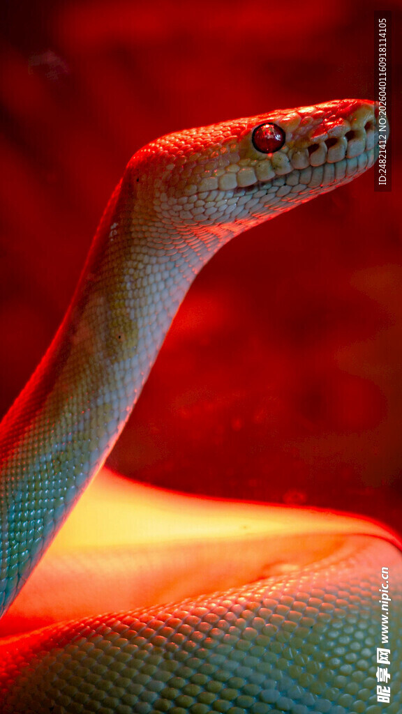红色背景下的蛇类特写