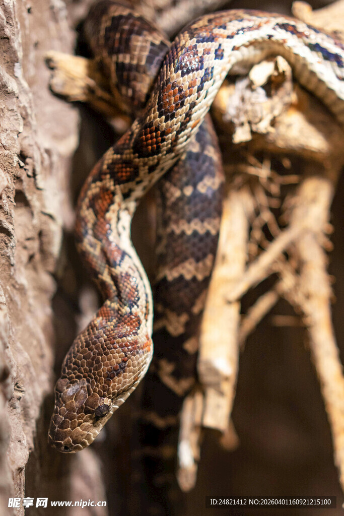 盘绕在树枝上的花纹蛇