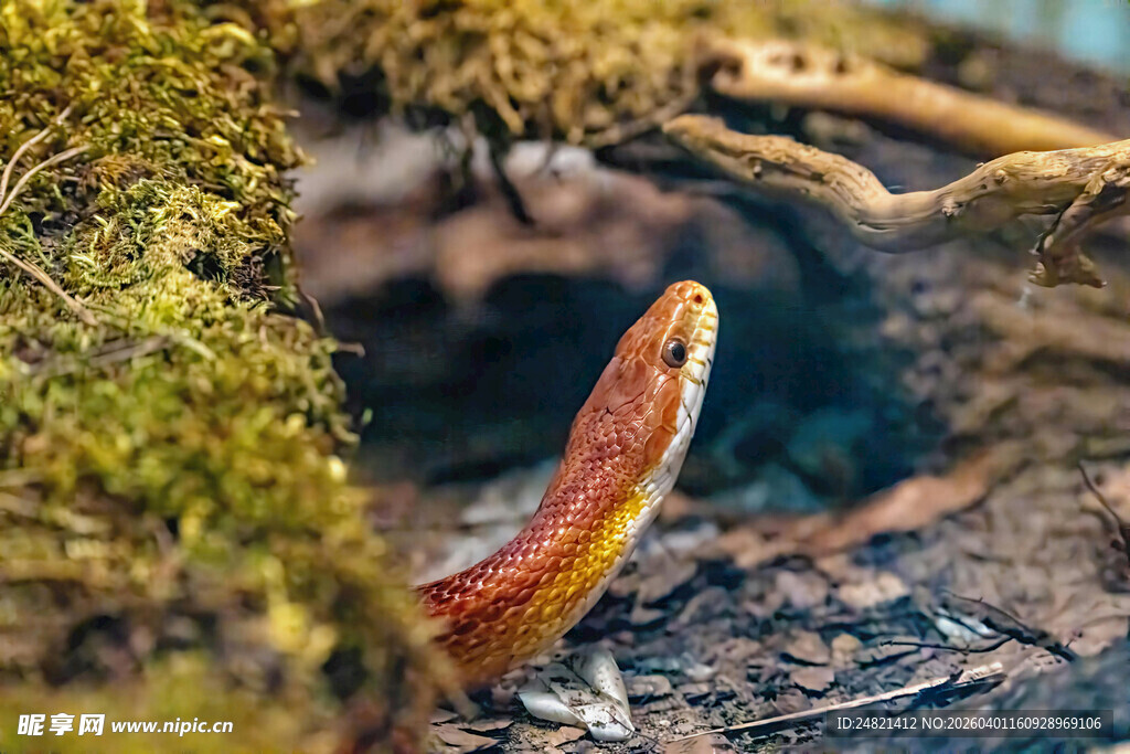 草丛中的鲜艳蛇类