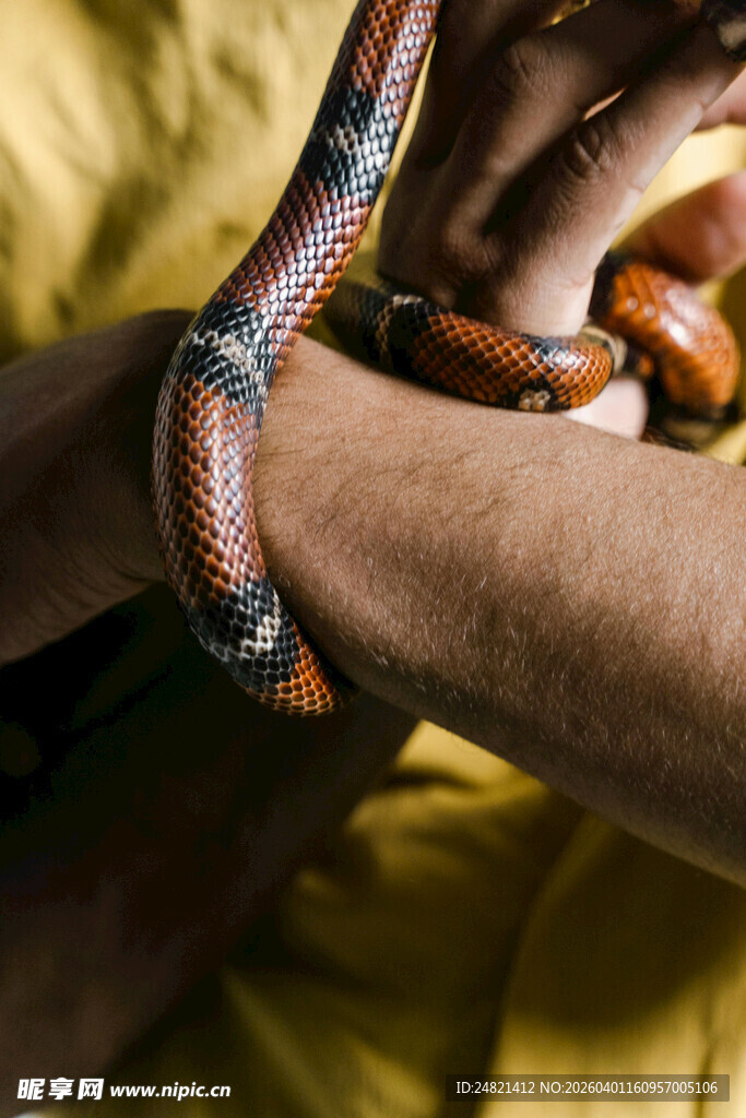 手臂缠绕彩色花纹蛇