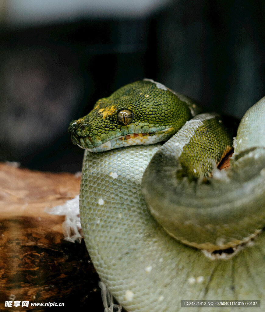 翠绿蛇盘踞于叶片之上