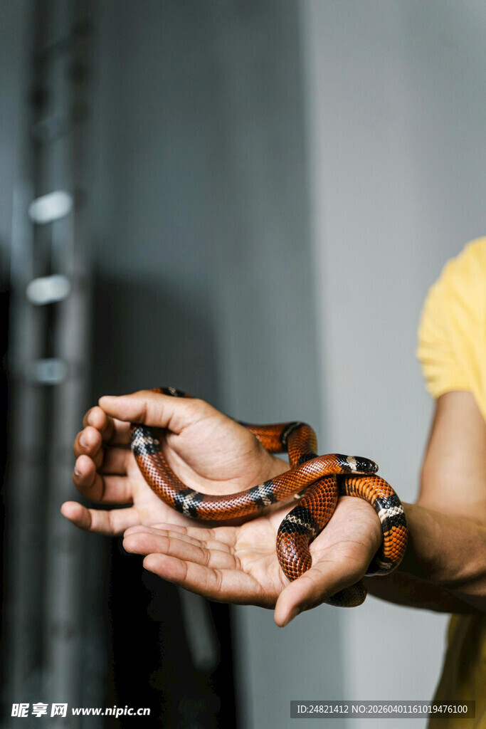 男子手中把玩蛇类