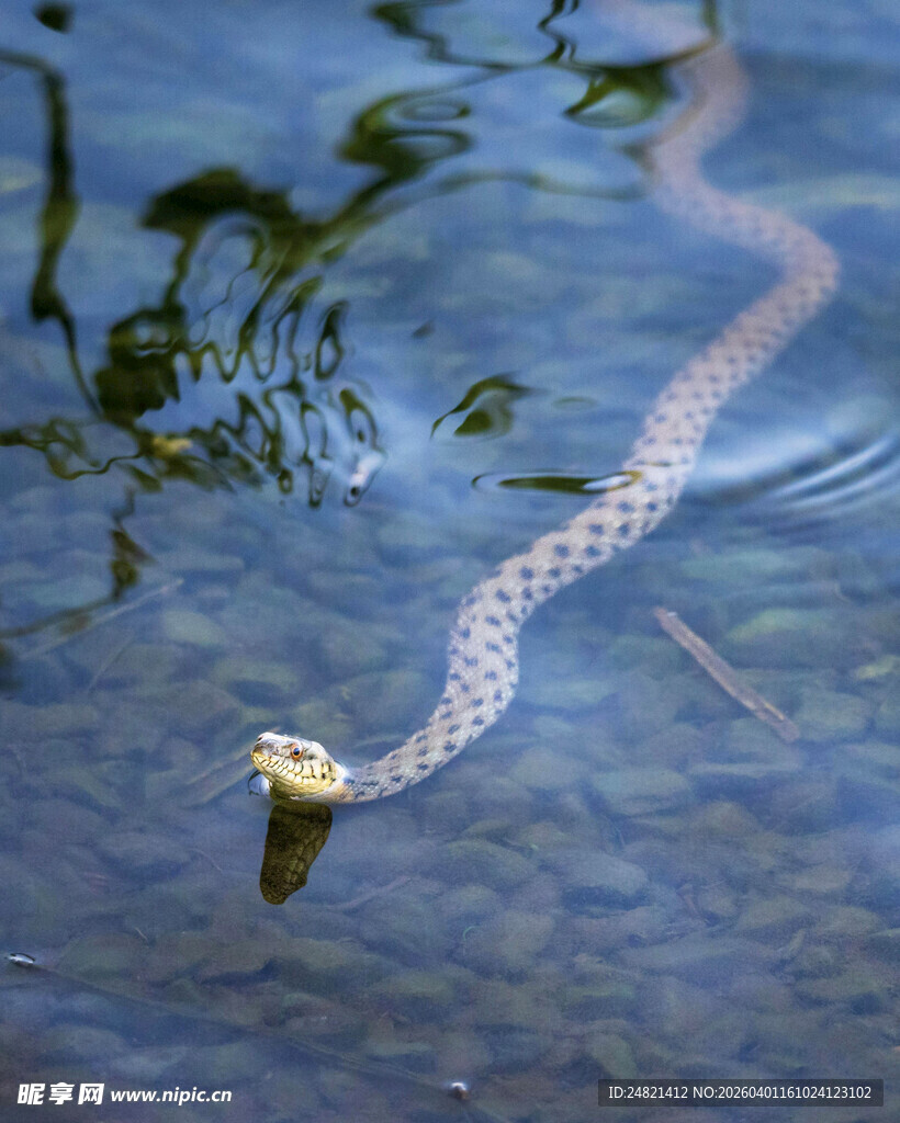 水中蜿蜒游动的蛇